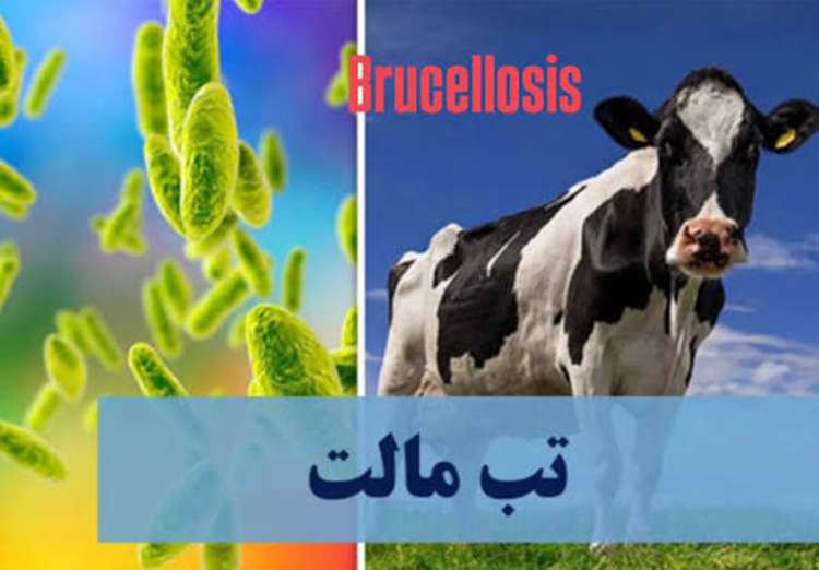 بروسلوز دام، از پایش تا پیشگیری